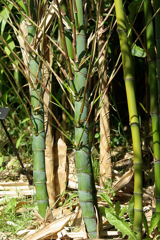 Phyllostachys aurea Dr Don